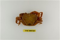 藏品(拉氏清溪蟹)的圖片